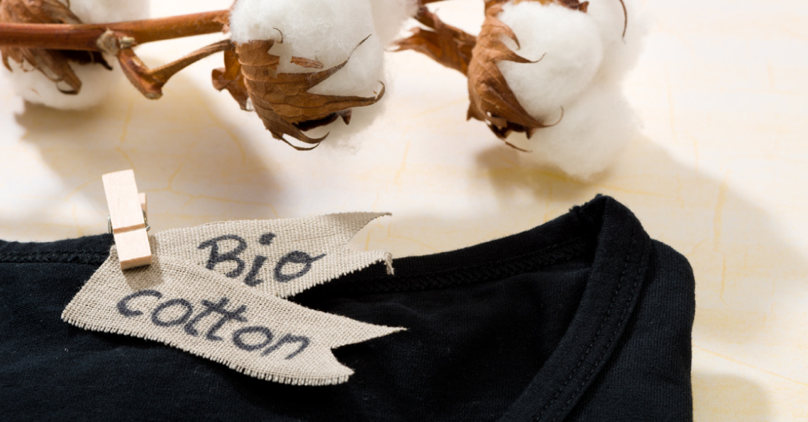Schwarz gefärbtes T-Shirt mit Baumwollkapsel am Zweig als Symbol für Bio-Baumwolle