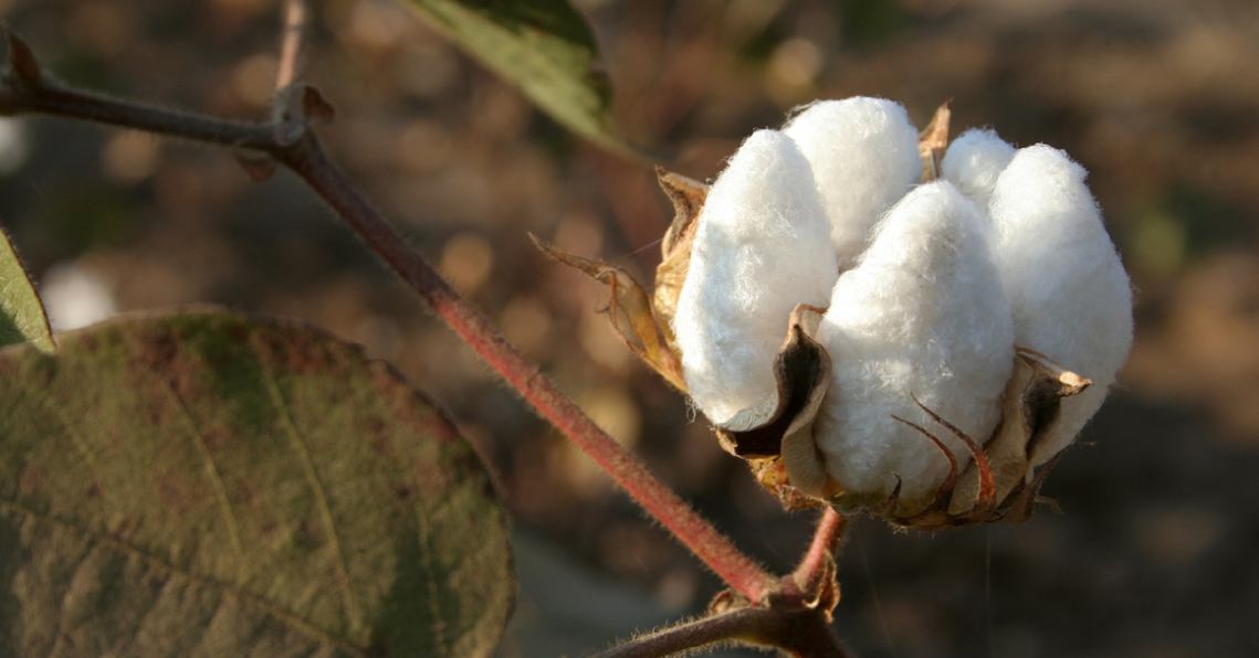 Cotton capsule on a branch symbolizing organic cotton