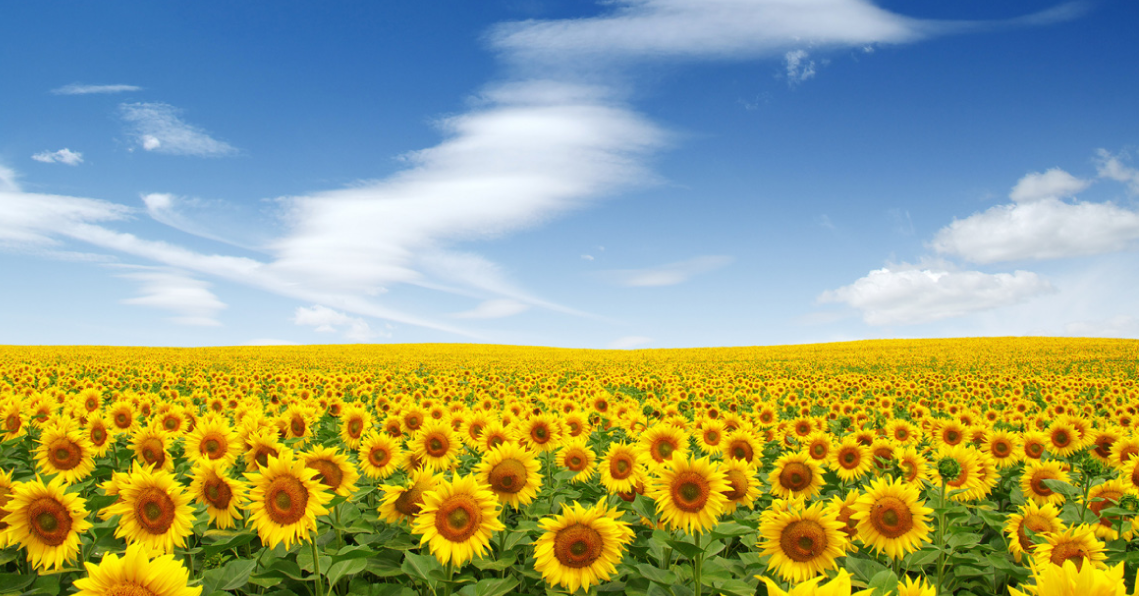 Bild eines Sonnenblumensfeldes - PERIFOAM BAO enthält natürliche Öle