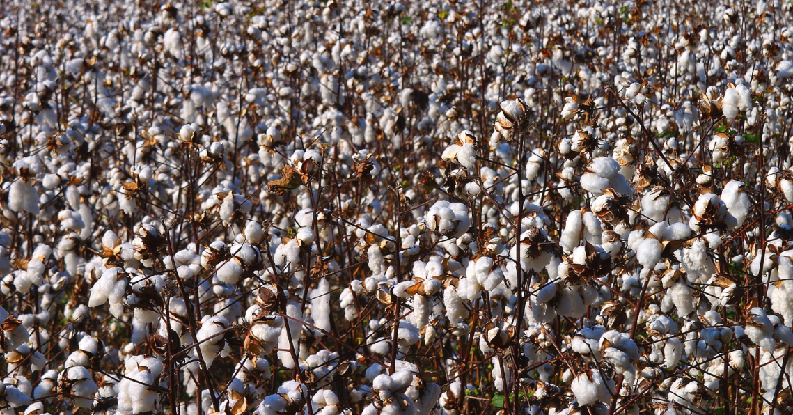 Picture of a Cotton Field